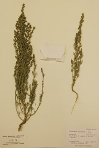 Herbarium Sheet of 